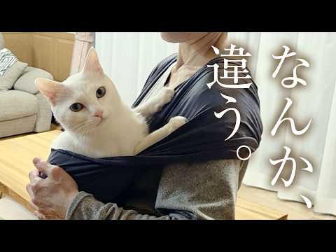 【大失敗】抱っこ大好きな白猫に「猫用スリング」を試したら・・・😭💦最後は赤子のように妻の布団で眠りました🐈💤