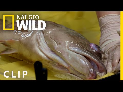 Heimlich the Grouper Goes to the Zoo (Clip) | Secrets of the Zoo