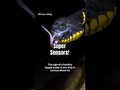 Why do snakes have forked tongues?