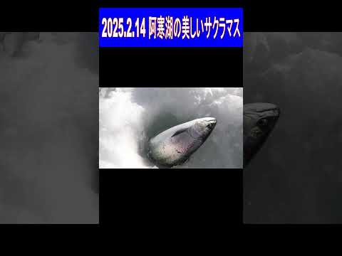 2025.2.14　阿寒湖の凄い美しい奴が顔を見せた！　ワカサギ釣りメジャーエリア：糠平湖・金山湖・網走湖・朱鞠内湖