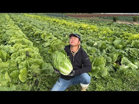 白菜に米ぬか肥料やったら、とんでもなく良く育ちました！25/11/20