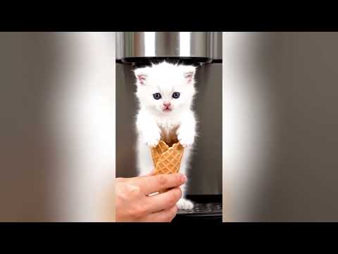 Kitten meowing to attract cats #kitten #cute #cat #cats #meow #short