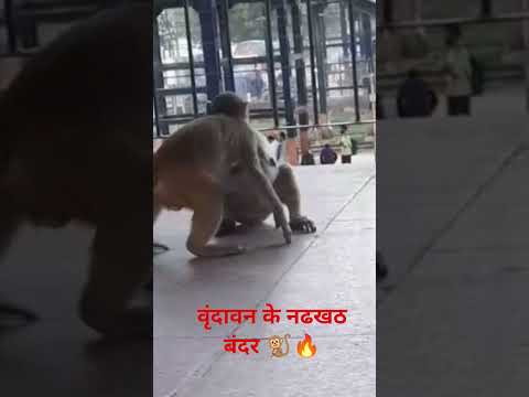 बंदर का अद्भूत विडियो 🔥♥️#funny#viralvideo#shorts#plz like subscribe comment me ❤️ help me Radhe ❤️