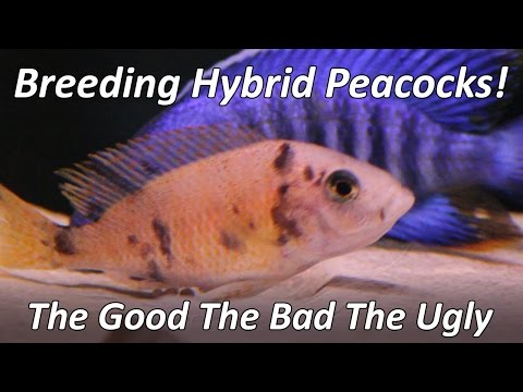 Breeding Peacocks Hybrid Cichlids Talking about hybrid fish pros and cons. and video of my Peacock Cichlids breeding..
