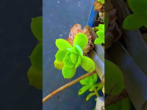 #succulent  #shortvideo