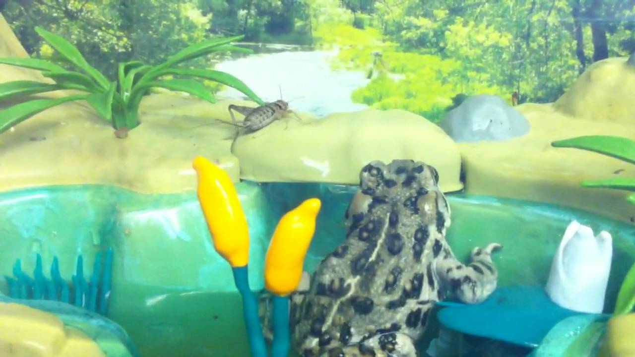 Toad eating a cricket - YouTube