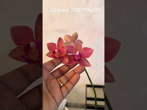 Phelenopsis Orchids #shorts #youtubeshorts #youtube #onlinesale #orchid