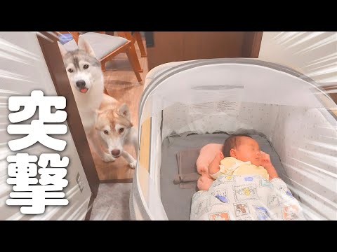 ドアをこじ開けて赤ちゃんの安否確認をする過保護な愛犬がこちらです・・・笑