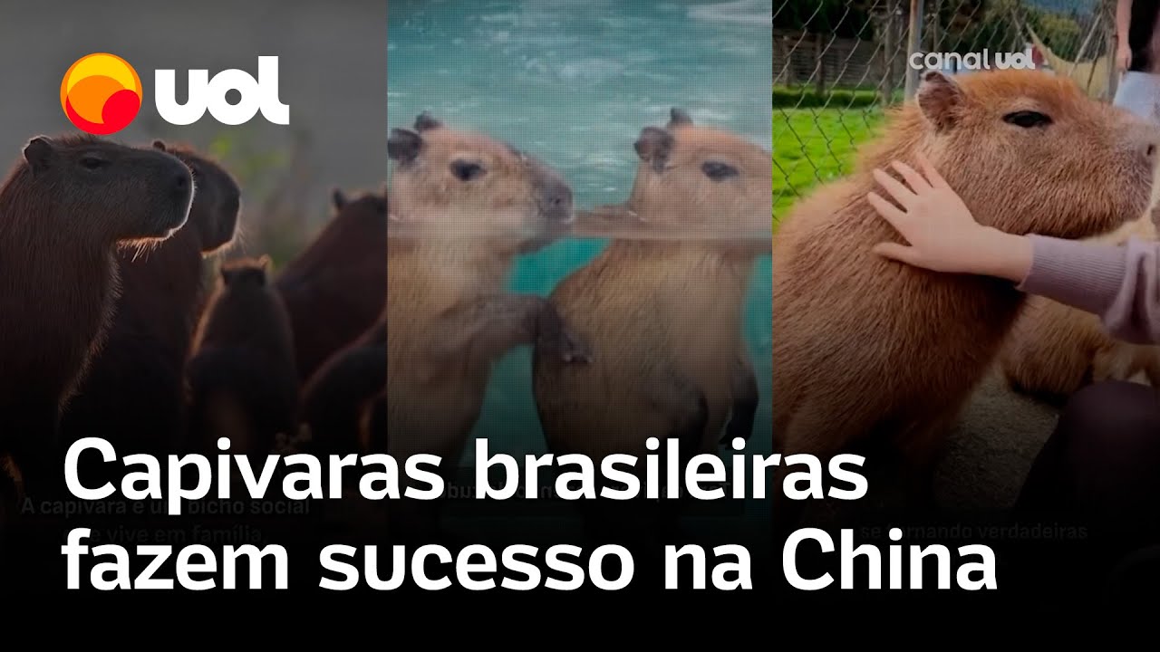 Capivaras brasileiras viram febre na China e conquistam corações, até do presidente chinês; vídeo