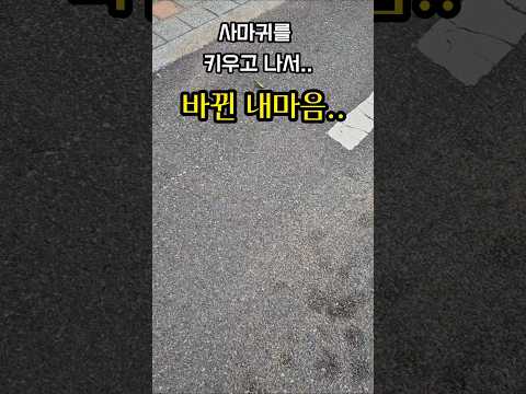 사마귀가.. 떠나는 계절 #제발돼라 #사마귀 #사마귀키우기 #곤충 #채집 #insects #mantis