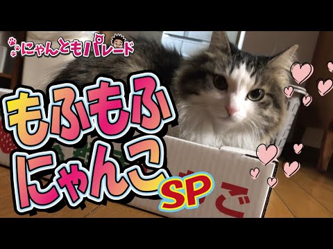 ねこ動画まとめ もふもふにゃんこ特集 にゃんともパレード まとめちゅーぶ