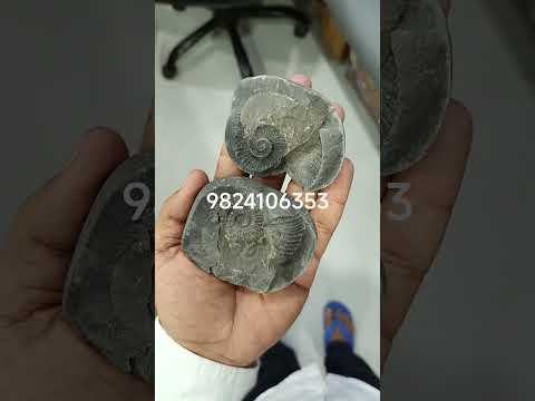 natural original shaligram shila antique piece #hindugod #gemquality #crystals #shivashakti