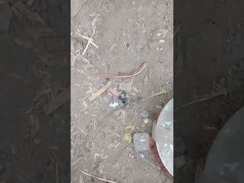 free free plastine#shortvideo