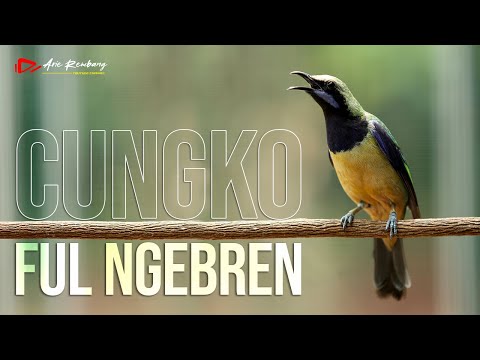 MASTERAN CUNGKO GACOR FULL NGEBREN