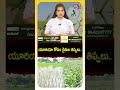 యూరియా కోసం రైతుల తిప్పలు..! #FarmersProtest #Suryapet #UreaShortage #TelanganaFarmers #RythuPoratam
