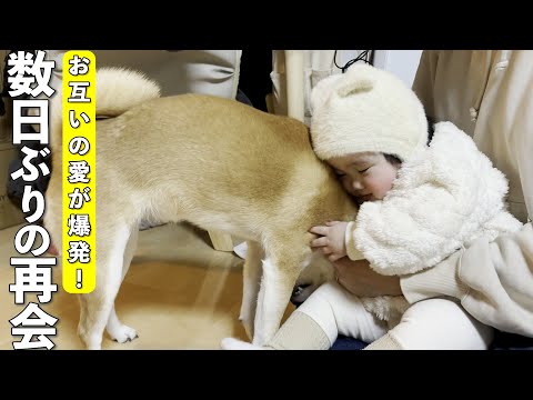 １歳児と数日ぶりの再会に感情が爆発して大暴れする柴犬