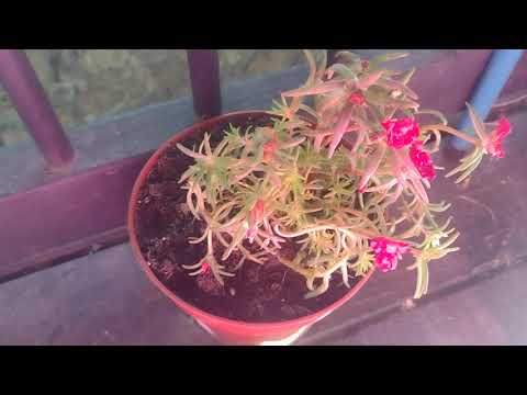 Full garden update #garden #tour 