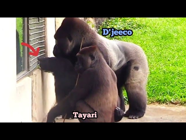 Tayari Says to D’jeeco: “Call Me If You Need Help!”塔莉對迪亞哥說：「需要幫忙再叫我喔～」溫柔又貼心！💬💕