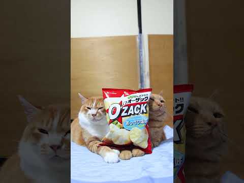 オー・ザックのあっさり塩味と#のせ猫のかわいい癒しシーン サムネイル