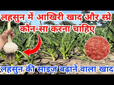 लहसुन में लास्ट खाद और स्प्रे कब और कौन-सा करना चाहिए || Lahsun ki paidavar kaise badhayen 