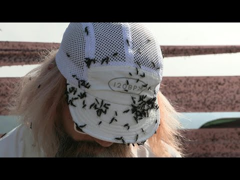 South Korea battles 'lovebug' invasion | AFP
