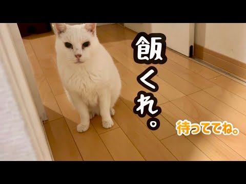 庭にやってきた6匹の元野良猫との暮らし。【保護猫】