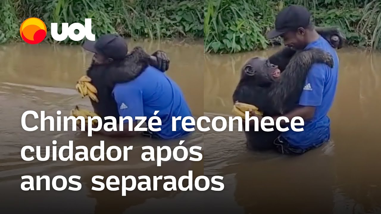 Chimpanzé reconhece cuidador que o reintroduziu à natureza após ficarem anos sem se ver; veja vídeo