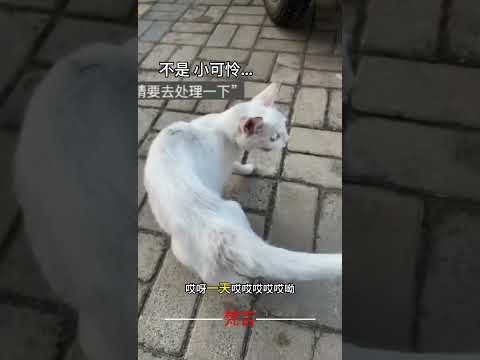 偶遇可愛小貓的驚喜瞬間—動物的神奇魅力 サムネイル