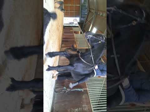 #funnyhorsefails #bestgirl #pony #cutebaby #funny #coblet #horse #horsegirl