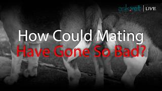 How Could Mating Go So Bad I Was Adopted By First Timers Im Flying On A Plane
