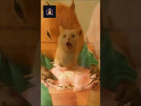 Mèo béo lại báo nữa #squidgame #funny #capybara #haihuoc #xuhuong