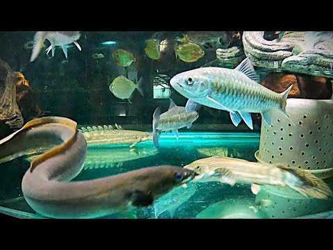 All tanks & fish. Highlights. Goofy bichir. Our website_  https_//fish-story.com/

You can connect with us on Monster Fish Keepers forum (screen