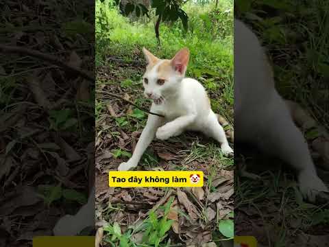 LƯƠN LẸO ĐỈNH CAO: CHẠY TỤT 👖, NGÃ SẤP MẶT 😼#meo #vutrudrammameo #haihuoc #xuhuong #funny