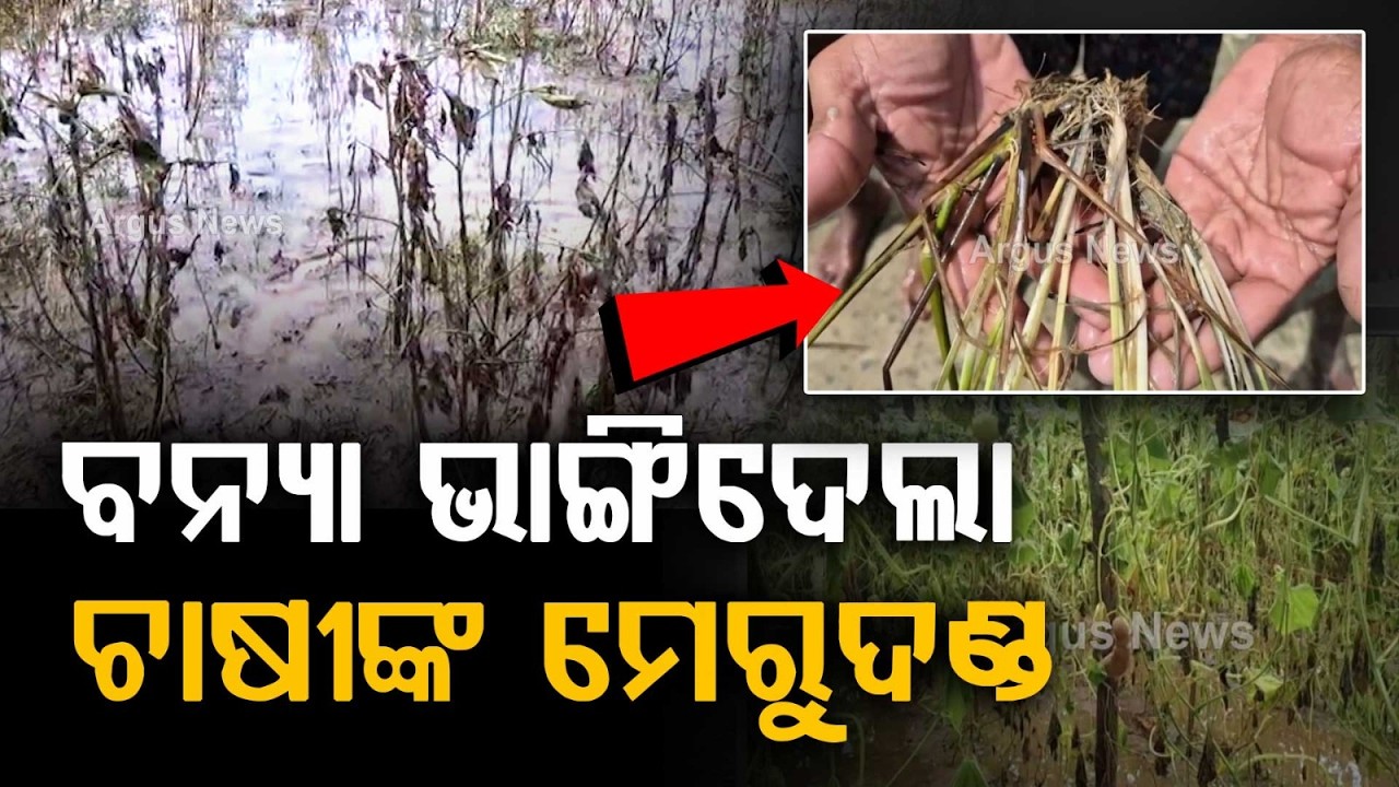 Subarnarekha Flood Havoc: Hectares Of Crops Destroyed In Balasore | Farmers In Distress | Argus News