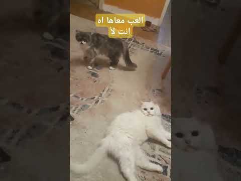 #cat #kitten #beautiful #meaw #cute #kitty #pets #animals #lovecats #funny