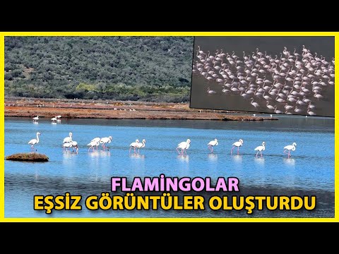 Flamingolar Sulak Alanda Görsel Şölen Oluşturdu