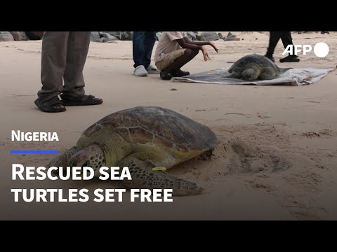 Nigerian conservationists release rescued sea turtles | AFP