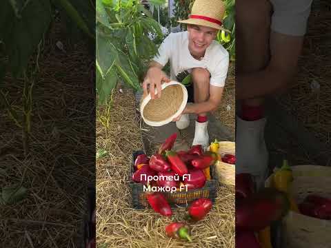 Что посеять в феврале ?