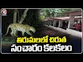 Leopard Captured Near Tirumala Temple Last Footpath | TTD |  V6 News
