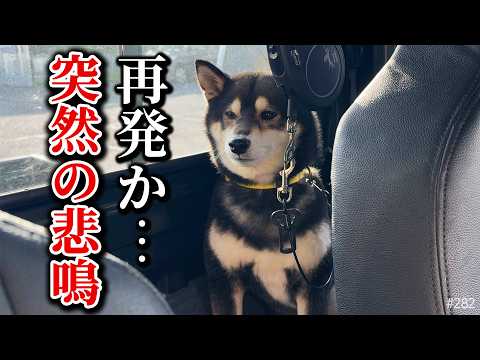 リンパ管炎再発か？突然悲鳴を上げる柴犬