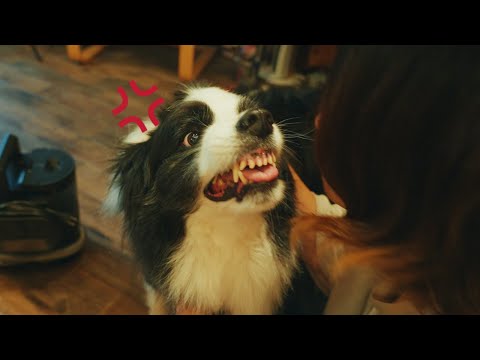 ボーダーコリーを飼うのに覚悟が必要な理由【雨の日ルーティン】