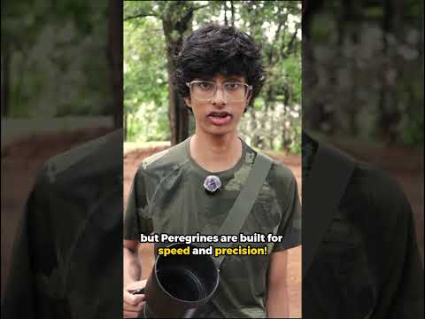 I Photographed a Falcon Fighting a Black Kite (Mid Air) #wildlife #photography #wildlifephotography