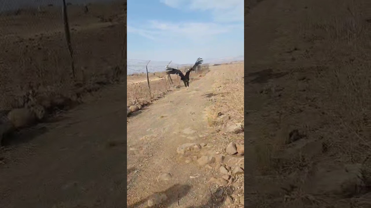 עוזניה שחורה בגמלא (קרדיט: פרייה בנדר, רשות הטבע והגנים)