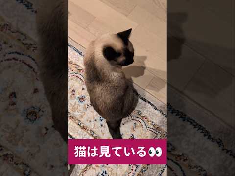 猫は見ている👀 - Cats see something - #shorts #cat