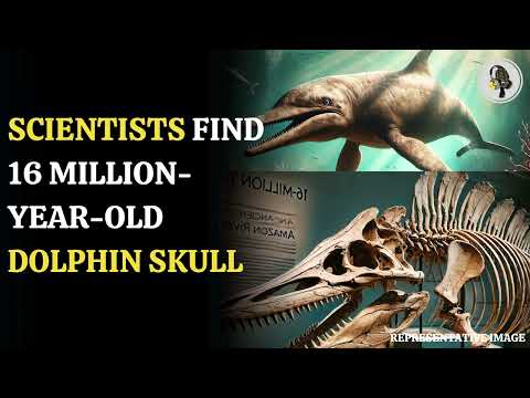 Scientists Discover 16-Million-Year-Old Fossilized Amazon River Dolphin Skull | WION Podcast