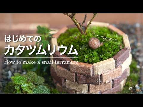 はじめてのカタツムリ飼育【カタツムリウムの作り方】No.205
