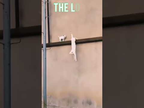 Love is Omnipresent #greatnessinyou #love #life #loveisomnipresent #loveandloveonly #motivation