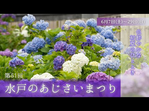 【告知】第51回水戸のあじさいまつり
