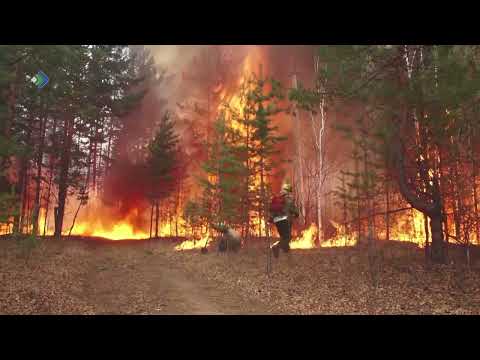 В Коми из-за жаркой погоды снова начали гореть леса