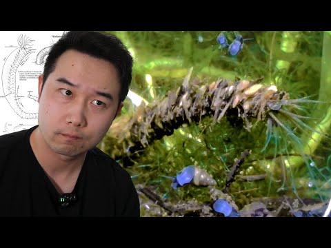 Fishkeeper finds NEVER BEFORE SEEN species in fish ►► JOIN the Fishkeeping Discord & SUBMIT your Fish Tank https_//bit.ly/3z05bpC
🙏 Thank you fo